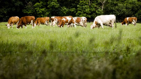 Provinces set up nitrogen committee to get the Netherlands off