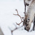 Reindeer killed suspected animal cruelty