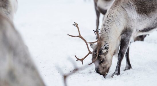 Reindeer killed suspected animal cruelty