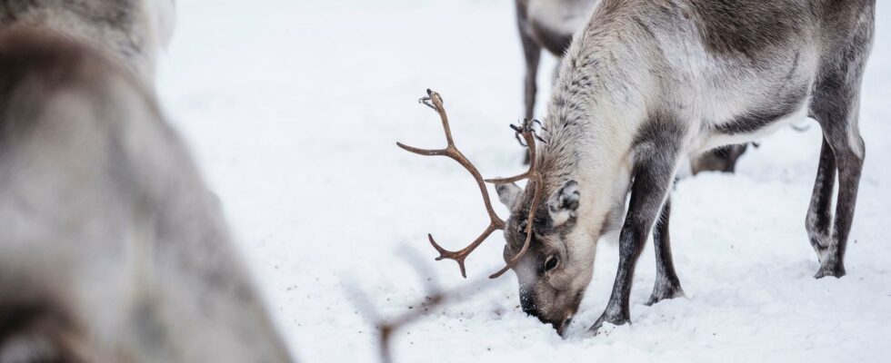 Reindeer killed suspected animal cruelty