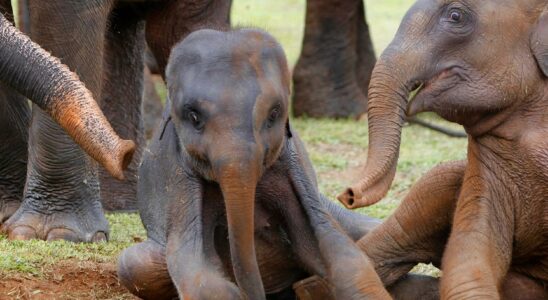 Six elephants dead were hit by trains