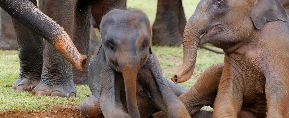 Six elephants dead were hit by trains