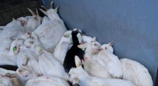 Slaughterhouse closed after find 22 dead goats