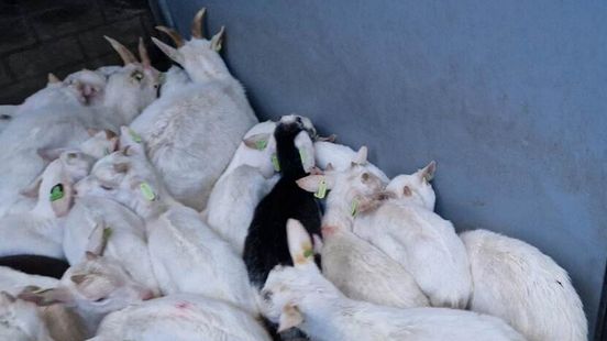 Slaughterhouse closed after find 22 dead goats