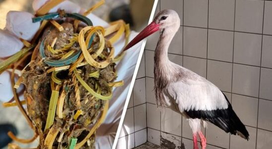 Stork weakened by eating at McDonalds around the corner