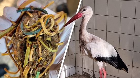 Stork weakened by eating at McDonalds around the corner