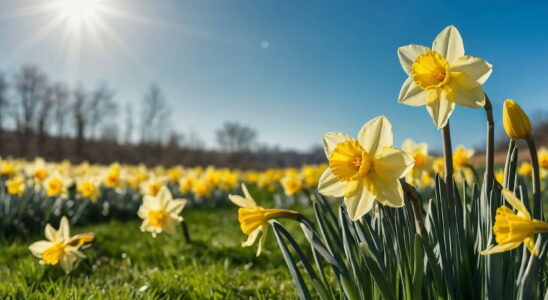 Temperatures soar spring days announced