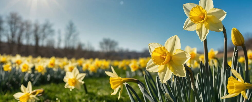 Temperatures soar spring days announced