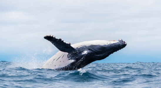 The kayaker swallowed by a whale is not the first