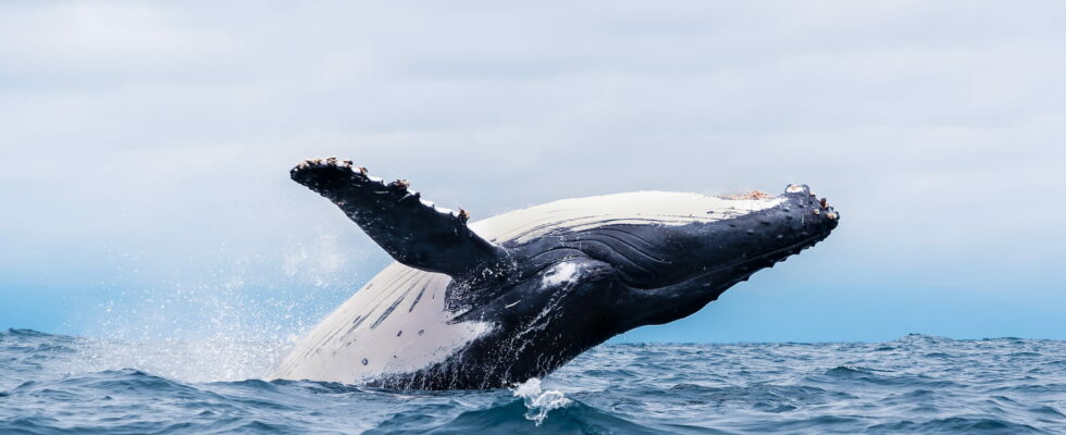 The kayaker swallowed by a whale is not the first