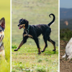 The most unusual dog breeds in 2024