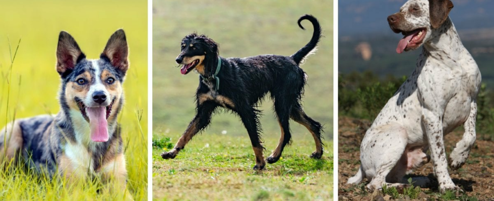 The most unusual dog breeds in 2024