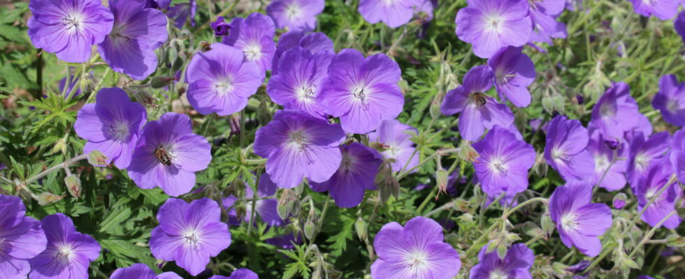 These 3 flowers repel each spring they can flower