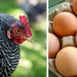 Thieves stole 100000 eggs for a value of SEK