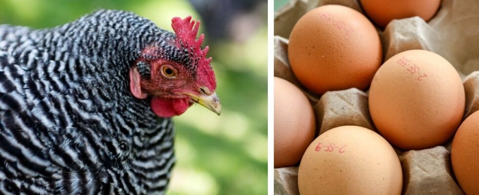 Thieves stole 100000 eggs for a value of SEK