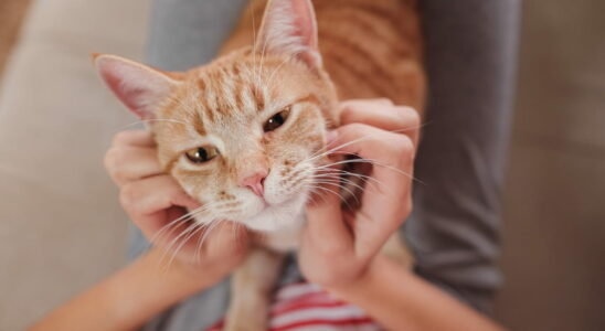 This is how a cat chooses his favorite master in