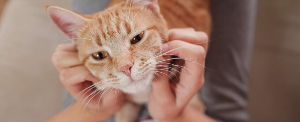 This is how a cat chooses his favorite master in