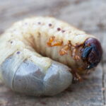 This larva is everywhere in France it is necessary to