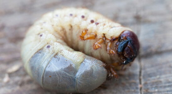 This larva is everywhere in France it is necessary to