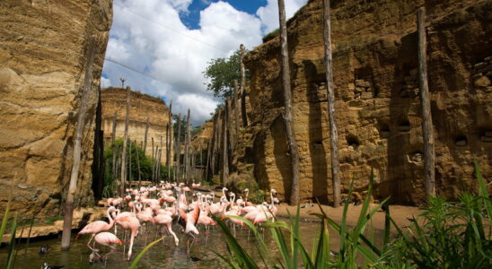 This unique zoo in the world is in France animals