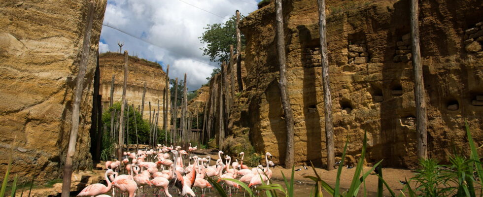 This unique zoo in the world is in France animals