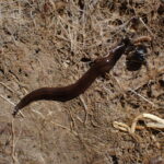 This worried worm is a real threat to gardens