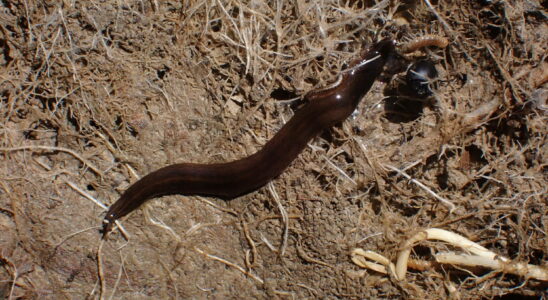 This worried worm is a real threat to gardens