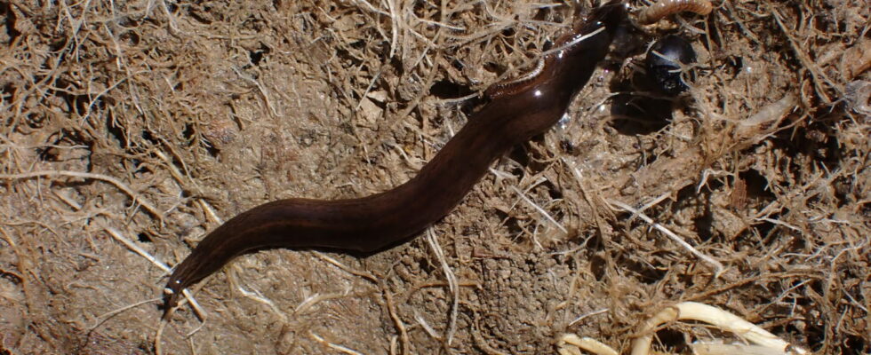 This worried worm is a real threat to gardens