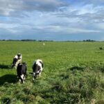 Water Board fears poor water quality because grassland becomes fields