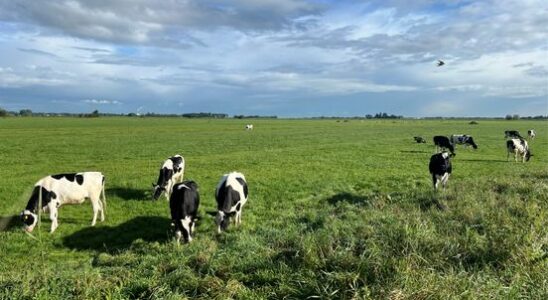 Water Board fears poor water quality because grassland becomes fields