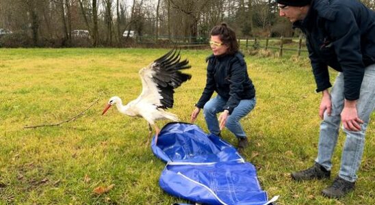 With protective glasses Leon releases refurbished stork again