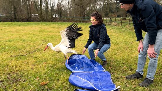 With protective glasses Leon releases refurbished stork again