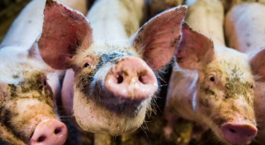 2800 pigs killed poisoned feed