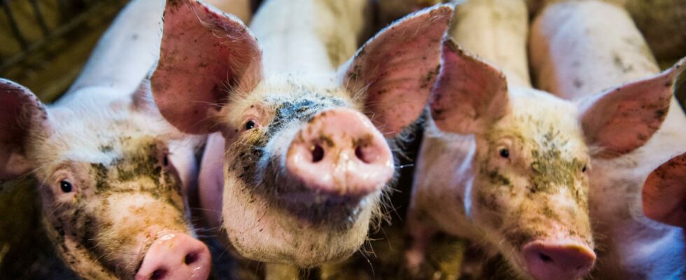 2800 pigs killed poisoned feed