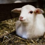 Animal caretaker Martijn helps lambs in the world