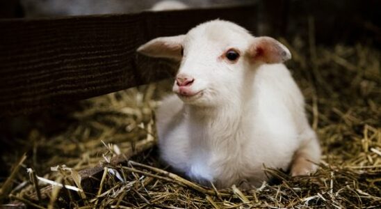 Animal caretaker Martijn helps lambs in the world