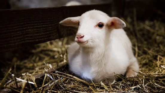 Animal caretaker Martijn helps lambs in the world