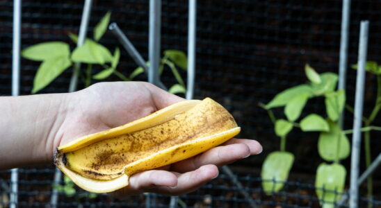 Banana skins in the garden its effective for plants only