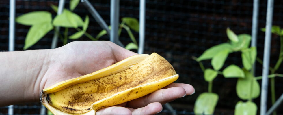 Banana skins in the garden its effective for plants only