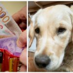 Dog owner Common mistakes can cost you 800 SEK