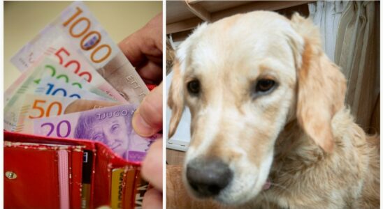 Dog owner Common mistakes can cost you 800 SEK