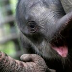 Elephant kid saved has lost his mother