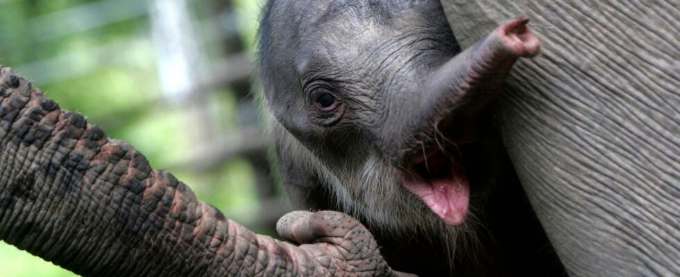 Elephant kid saved has lost his mother