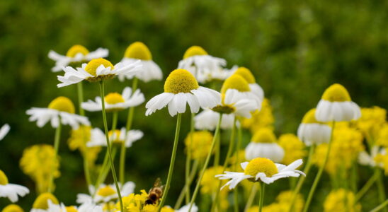 If you want to enhance your garden with beautiful flowers