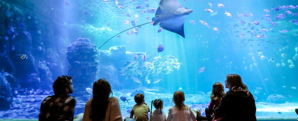 Immerse yourself in the big blue in Nausicaa the largest