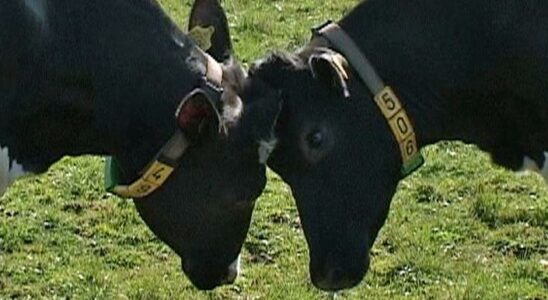 Mush and clover disease found in Hungary