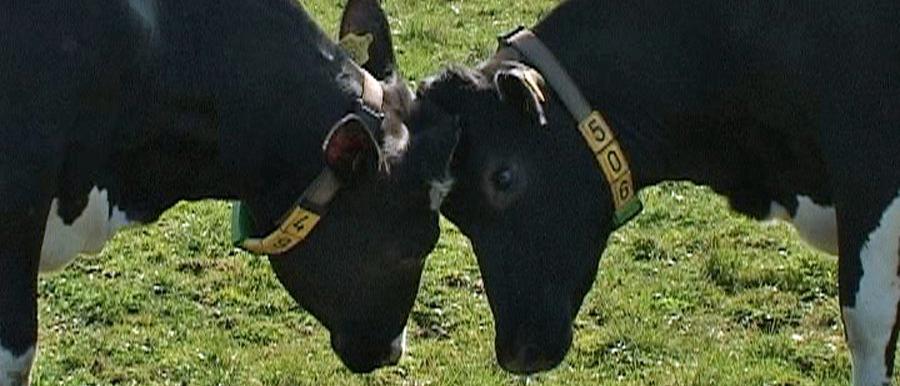 Mush and clover disease found in Hungary