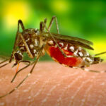 New Caledonia free from dengue thanks to a bacteria introduced