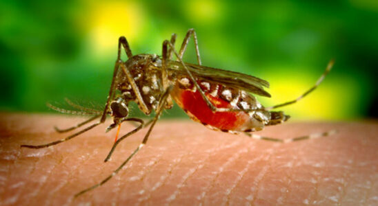 New Caledonia free from dengue thanks to a bacteria introduced