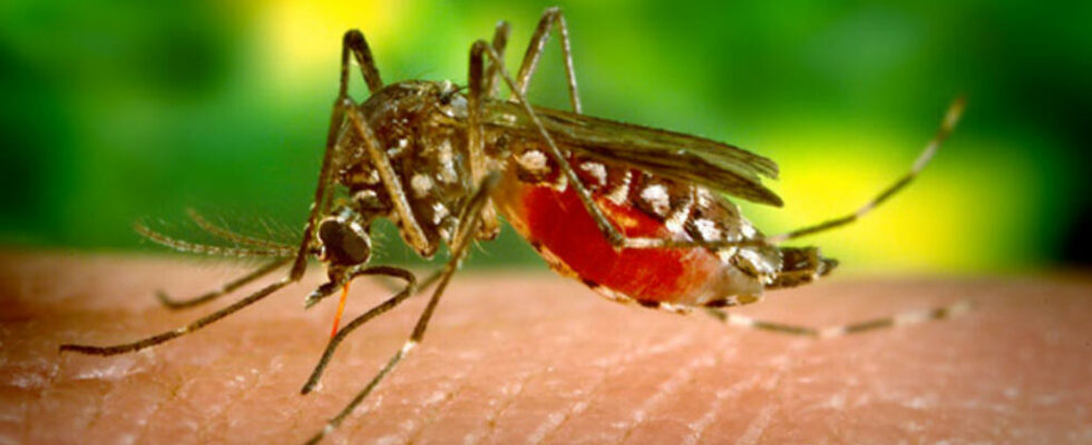 New Caledonia free from dengue thanks to a bacteria introduced